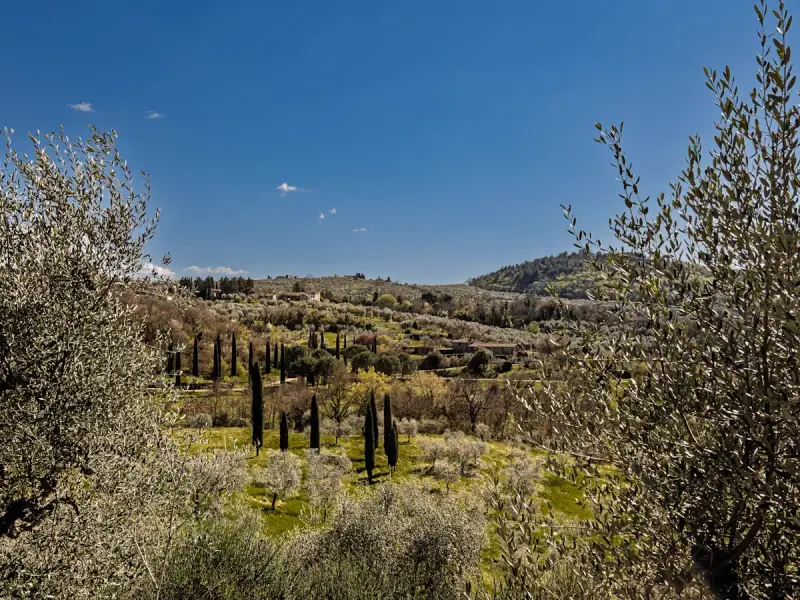 Olivo