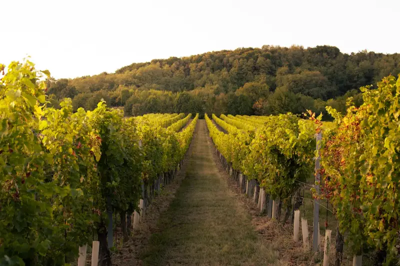 Vigneti