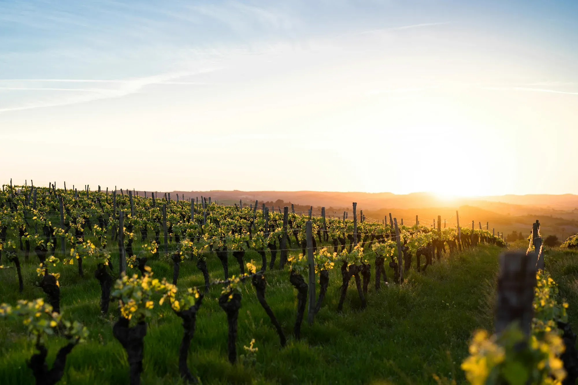 Oliveto al tramonto